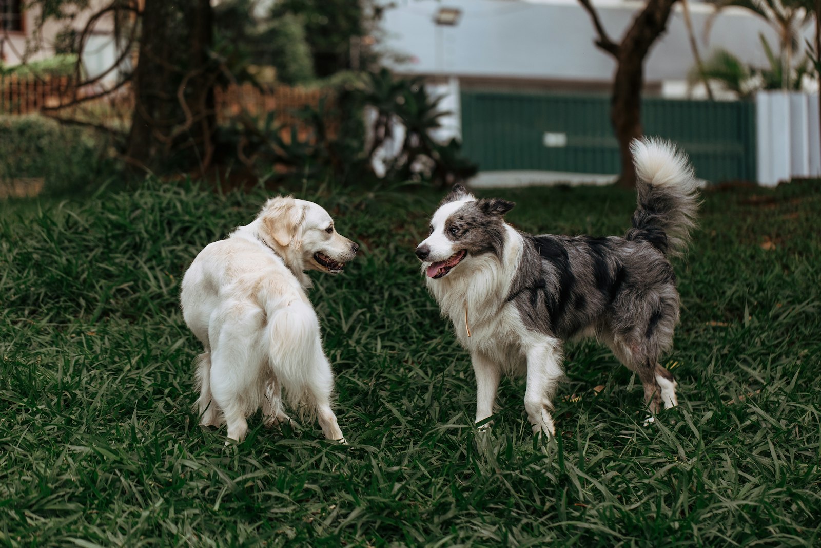 How dog daycare can support healthy canine socialization in Hayward